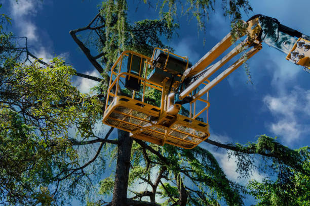 Best Tree Maintenance Programs  in USA